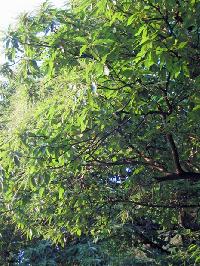 Bild 4136