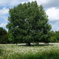 Baum des Jahres 2026 ist die Zitterpappel