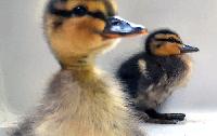 Bild 15050