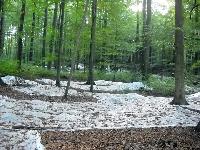 Bild 6302