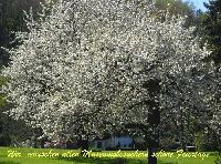 Bild 10874